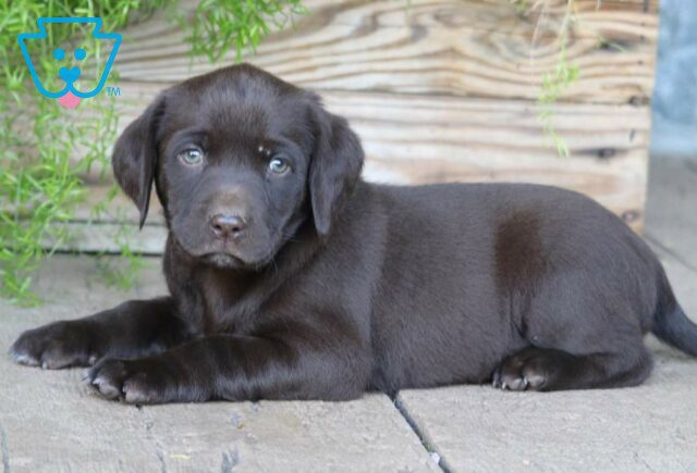 Carla Chocolate Lab2 image