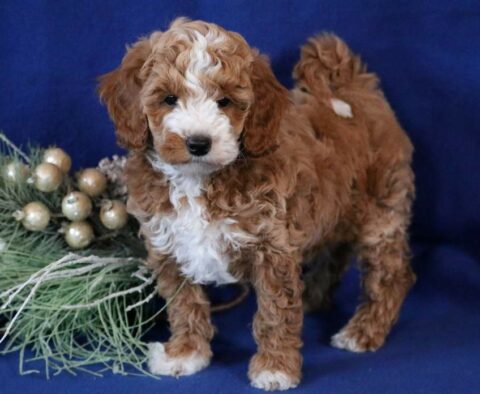 Carmel Toy Goldendoodle