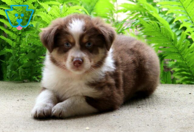 Carter Australian Shepherd