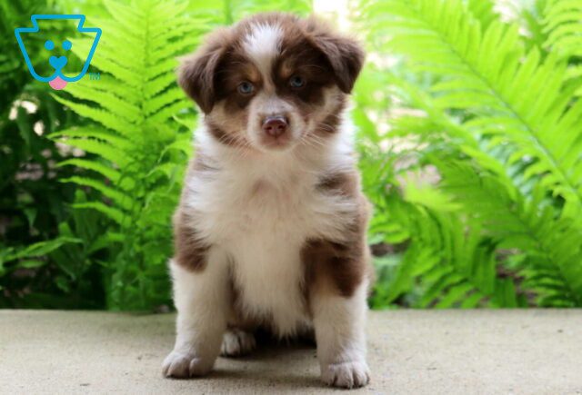 Carter Australian Shepherd2