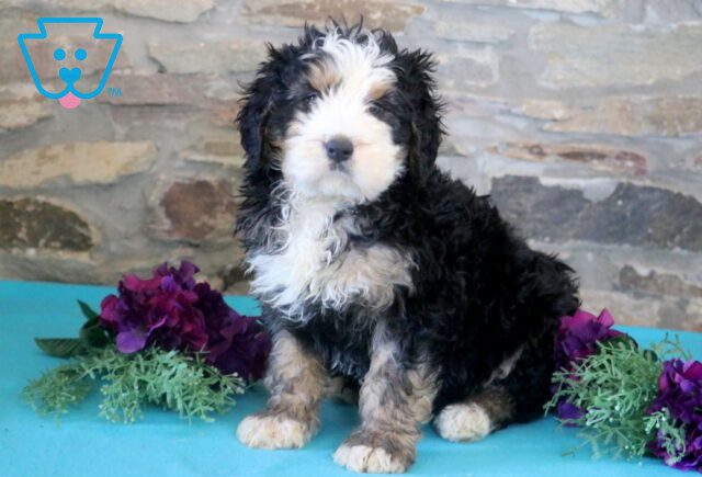 Carter Bernedoodle 1-001