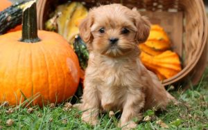 cava tzu puppies for sale