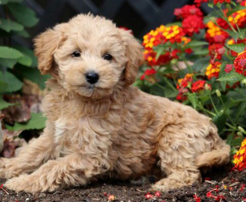 Carter Mini Labradoodle