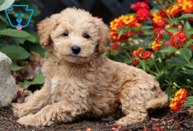 Carter Mini Labradoodle image