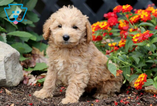 Carter Mini Labradoodle2 image