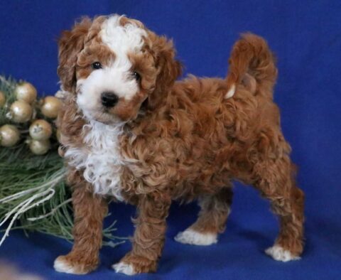 Carter Toy Goldendoodle