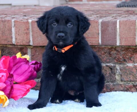 Cash Border Collie Mix