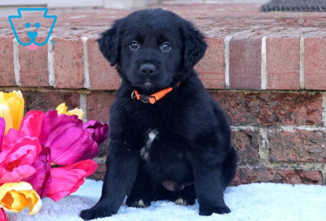 Cash Border Collie Mix image