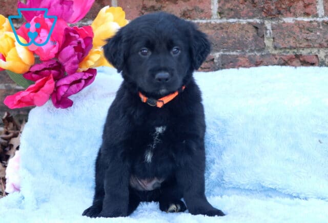 Cash Border Collie Mix2 image