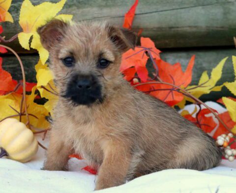 Casper Cairn Terrier