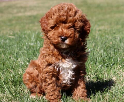 Cassidy Mini Aussiedoodle