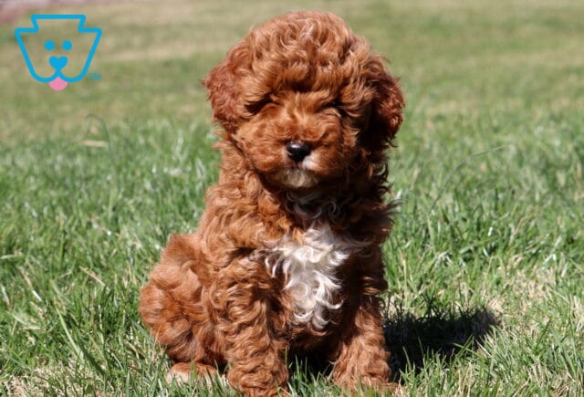 Cassidy Mini Aussiedoodle image
