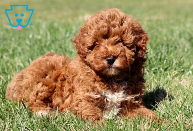 Cassidy Mini Aussiedoodle2 image