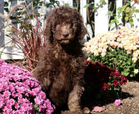 Cassidy Poodle