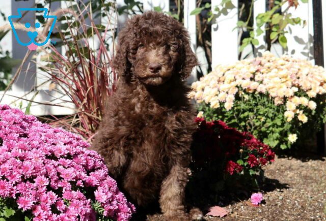 Cassidy Poodle image