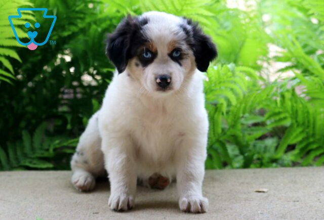 Cassie Australian Shepherd