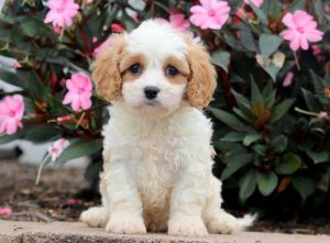 cavachon puppies for sale