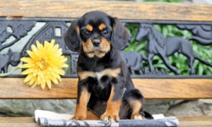 cavalier mix puppies for sale