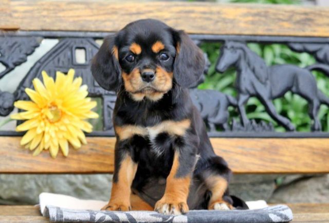 cavalier mix puppies for sale