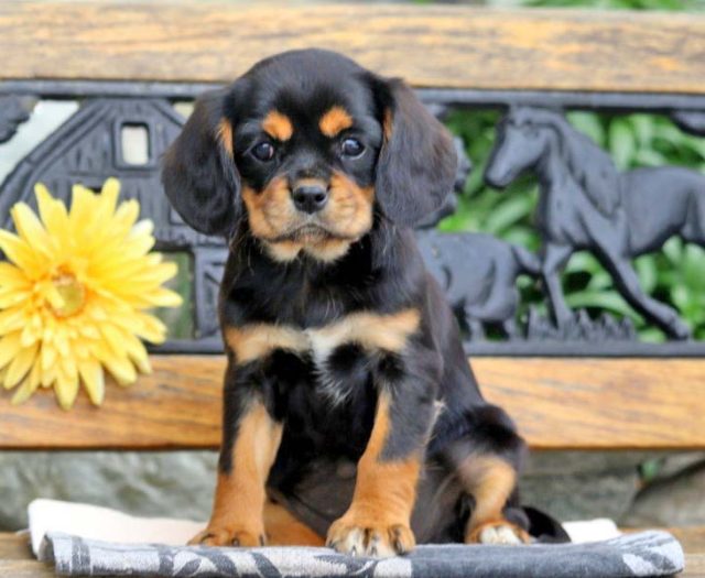 cavalier mix puppies for sale
