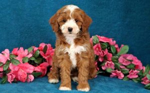 cavapoo puppies for sale