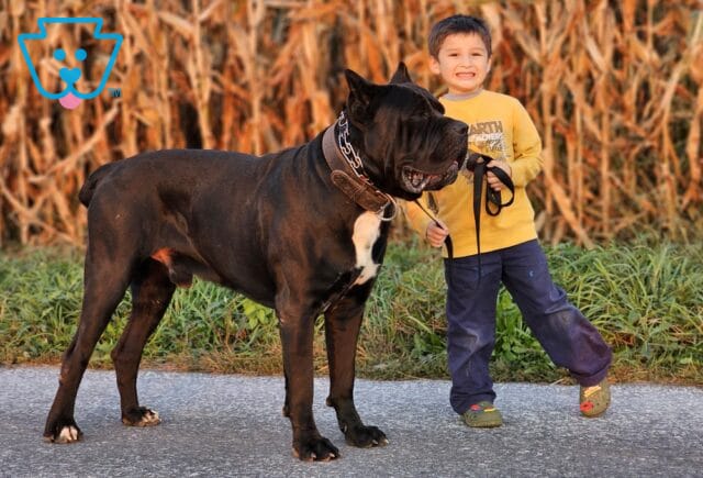 Cesars Angus Contrera Cane Corso Michael Esh image