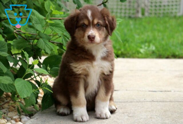 Champ Australian Shepherd