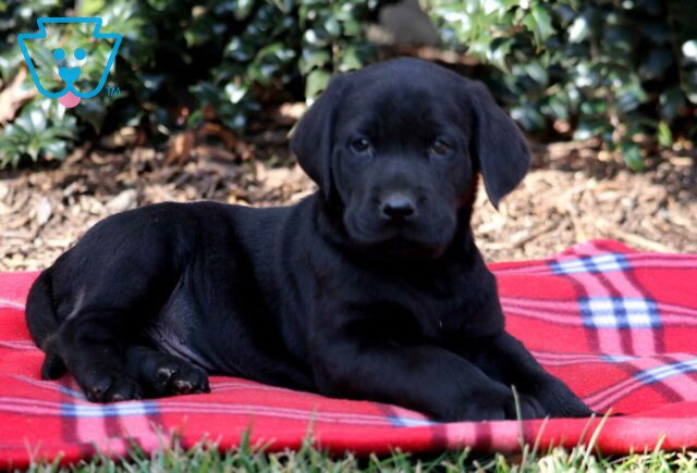 Champ Black Lab2