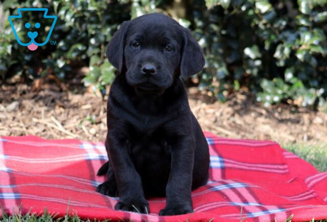 Champ Black Lab3