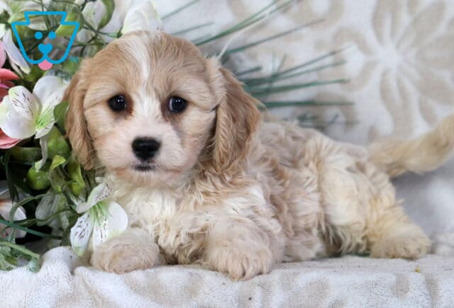 Champ Cavachon image