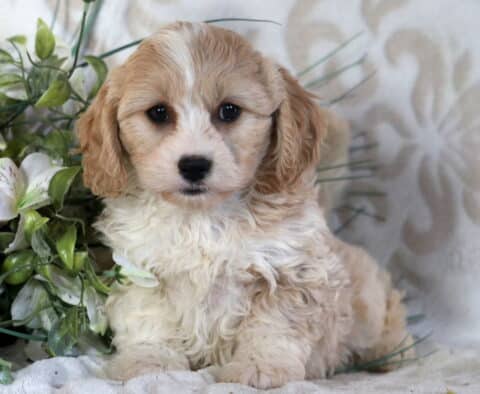 Champ Cavachon2