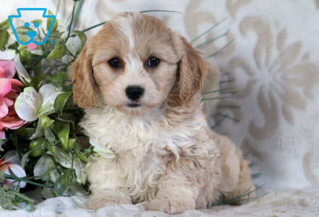 Champ Cavachon2 image