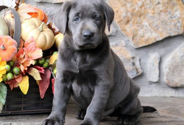 charcoal lab puppies for sale