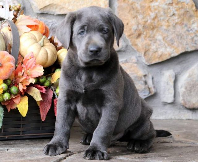 charcoal lab puppies for sale