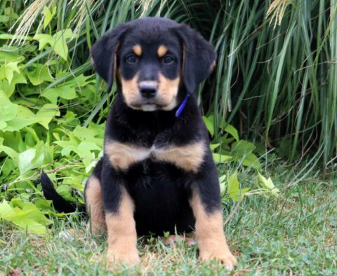 Charles Lab Mix