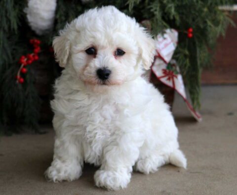 Charlie Bichon2