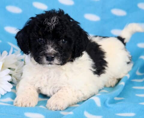 Charlie Bichpoo