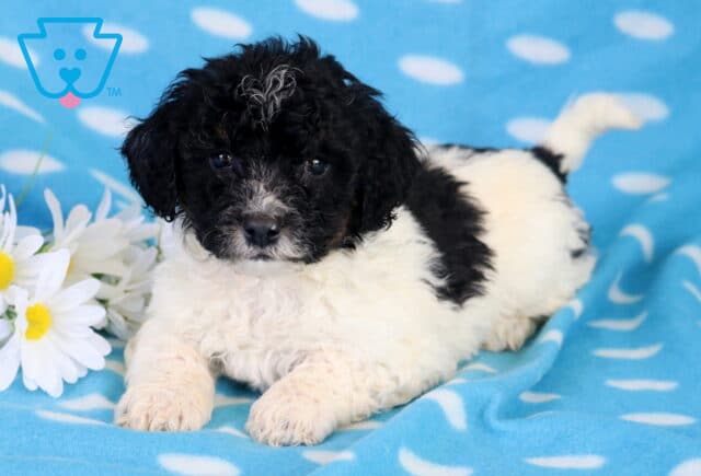 Charlie Bichpoo image