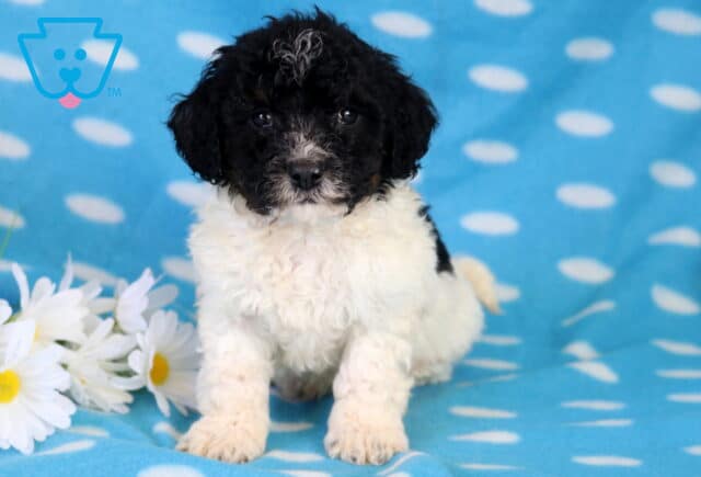 Charlie Bichpoo2 image
