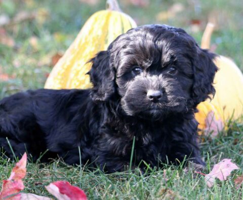 Charlie Cockapoo