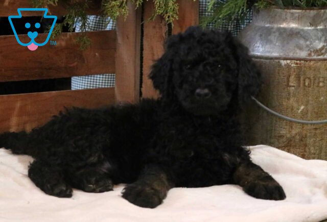Charlie Poodle image