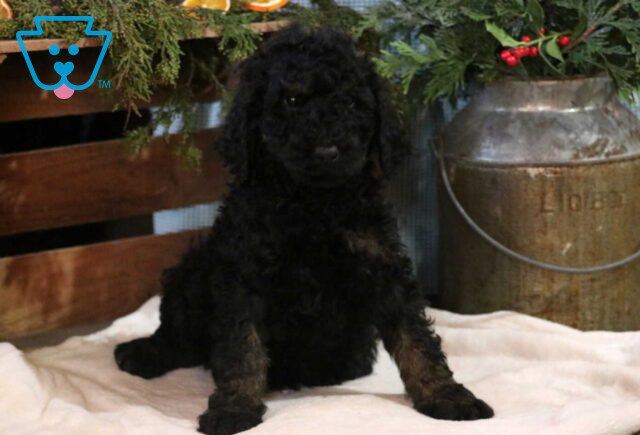 Charlie Poodle2 image