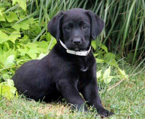 Charlotte Lab Mix