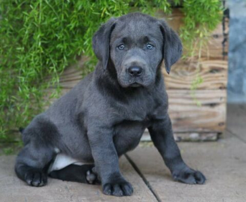 Charm Charcoal Lab