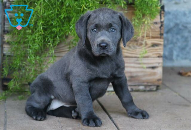 Charm Charcoal Lab image