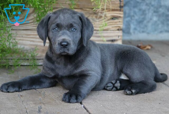 Charm Charcoal Lab2 image