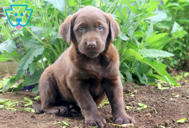 Charm Chocolate Lab 1-001