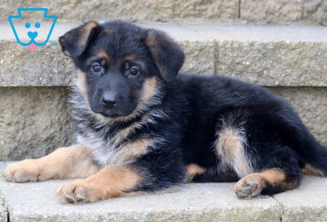 Charm German Shepherd image