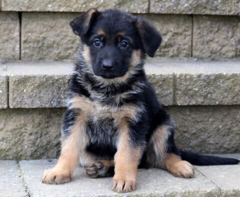 Charm German Shepherd2