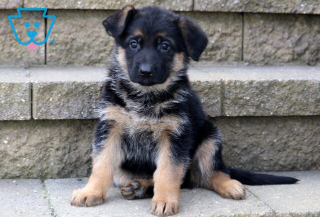 Charm German Shepherd2 image